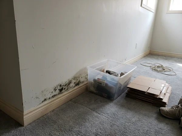 Mould growth on lower drywall and baseboard weeks after a leak
