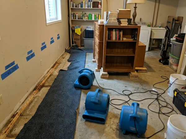 Extracted basement with carpet pulled back and air movers running after the first visit